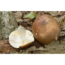 Мицелий Сыроежки цельной / Сыроежка замечательная (Russula integra)